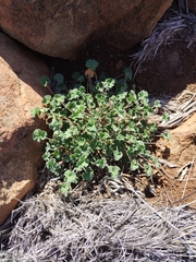 Pelargonium hypoleucum
