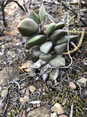 Anacampseros telephiastrum