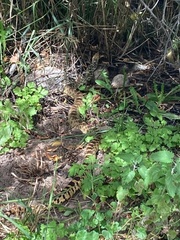 Pituophis catenifer sayi