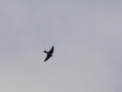 Hirundo rustica