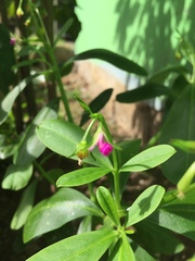 Talinum fruticosum
