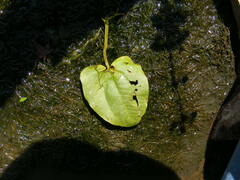 Echinodorus berteroi