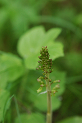 Neottia ovata