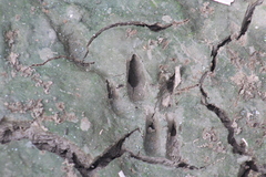 Dasypus novemcinctus