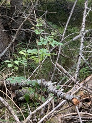 Thalictrum pubescens