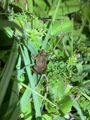 Physalaemus cuvieri