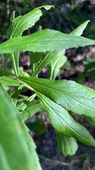 Artemisia douglasiana