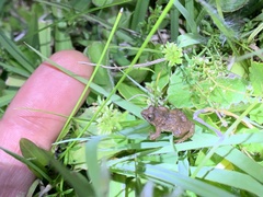 Physalaemus cuvieri