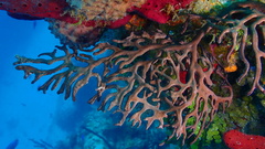 Iciligorgia schrammi