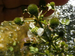 Echinodorus berteroi