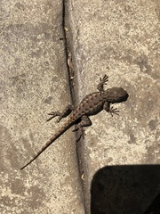 Sceloporus occidentalis bocourtii