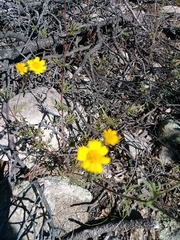 Hymenothrix dissecta