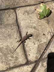 Sceloporus occidentalis bocourtii