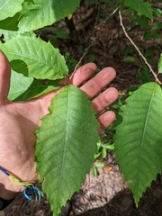 Castanea dentata