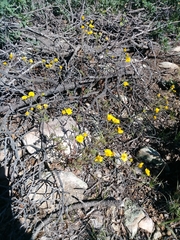 Hymenothrix dissecta