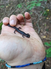 Plethodon montanus
