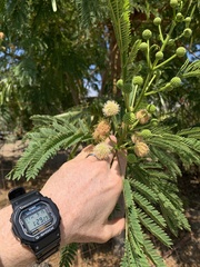 Leucaena
