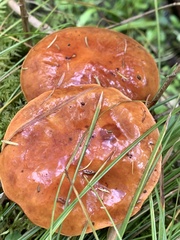 Suillus clintonianus