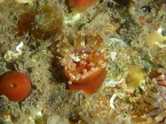 Corynactis californica
