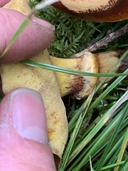 Suillus clintonianus