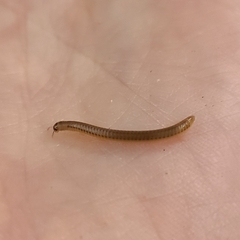 Cylindroiulus punctatus