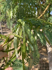 Leucaena