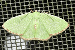 Nemoria lixaria