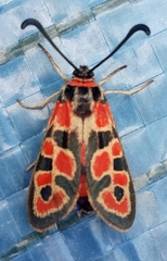 Zygaena fausta