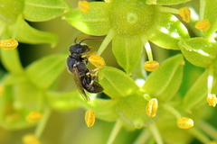 Hylaeus punctatus