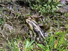 Rhinella icterica