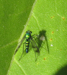 Condylostylus patibulatus