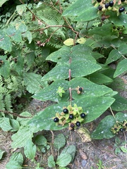 Hypericum androsaemum