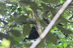 Alouatta pigra