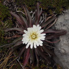 Hypochaeris sessiliflora