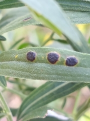 Asteromyia euthamiae