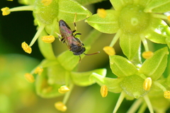 Hylaeus punctatus