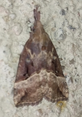 Hypena rostralis