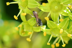 Hylaeus punctatus
