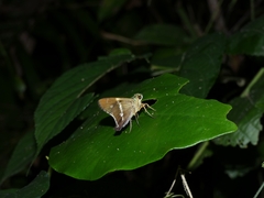Eudamini