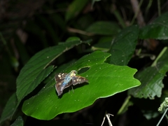 Eudamini