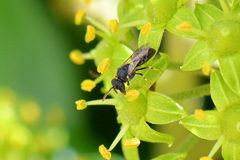 Hylaeus punctatus