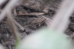 Leptodactylus fragilis