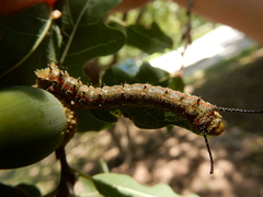Anisota virginiensis