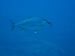 Seriola dumerili
