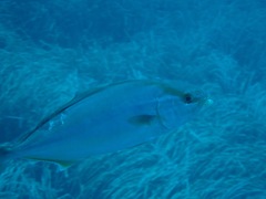 Seriola dumerili