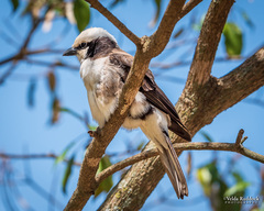 Eurocephalus ruppelli