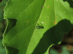 Condylostylus patibulatus