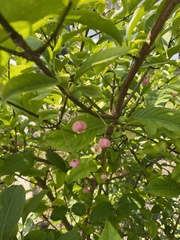Euonymus atropurpureus
