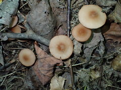 Marasmius cohaerens