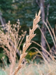 Lolium multiflorum